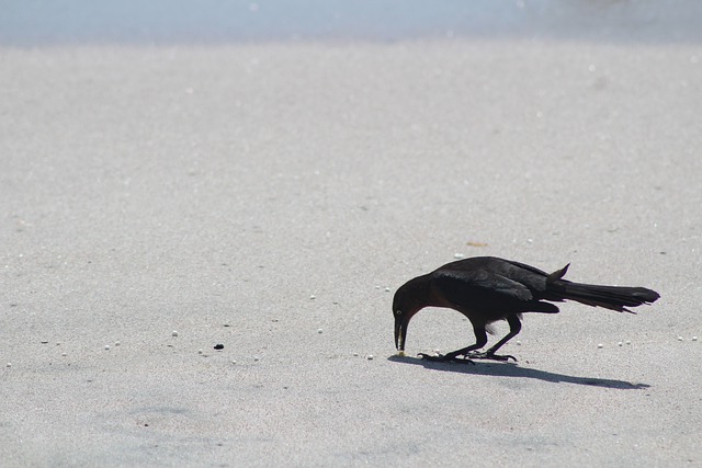 夢占い カラスの夢って良い 悪い パターン別の意味を徹底解説 ローリエプレス