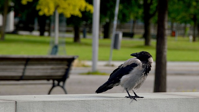 夢占い カラスの夢って良い 悪い パターン別の意味を徹底解説 ローリエプレス