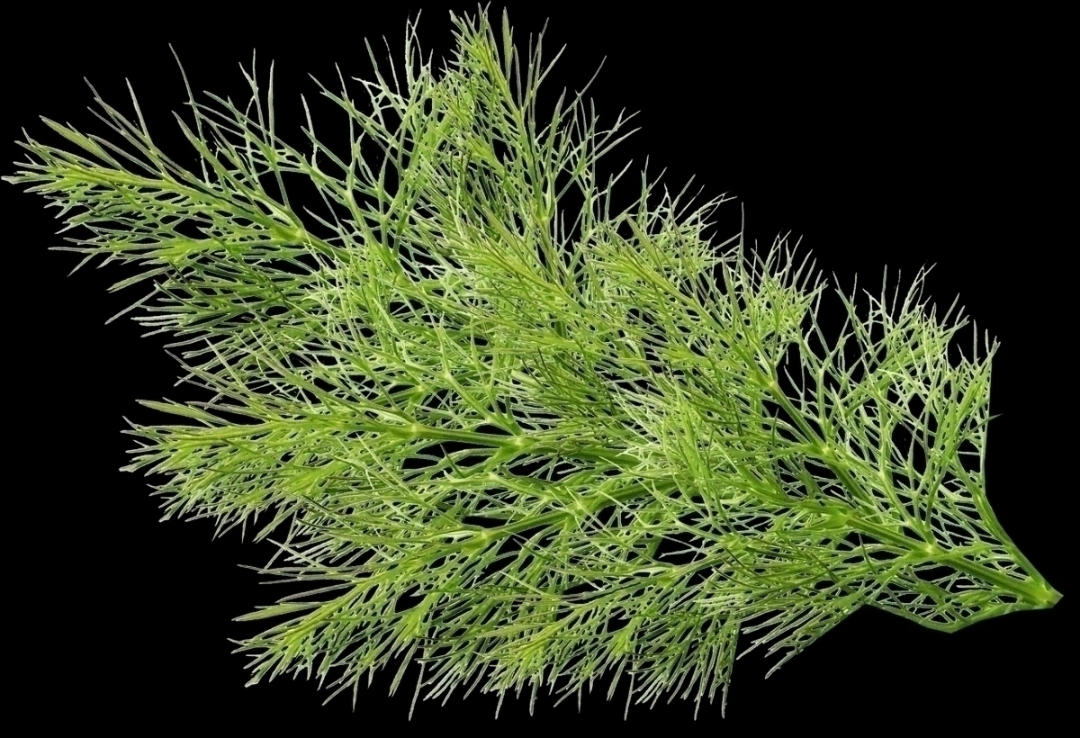 ディルってどんな味や香りがするの 効能 用途 代用ハーブをご紹介 ローリエプレス