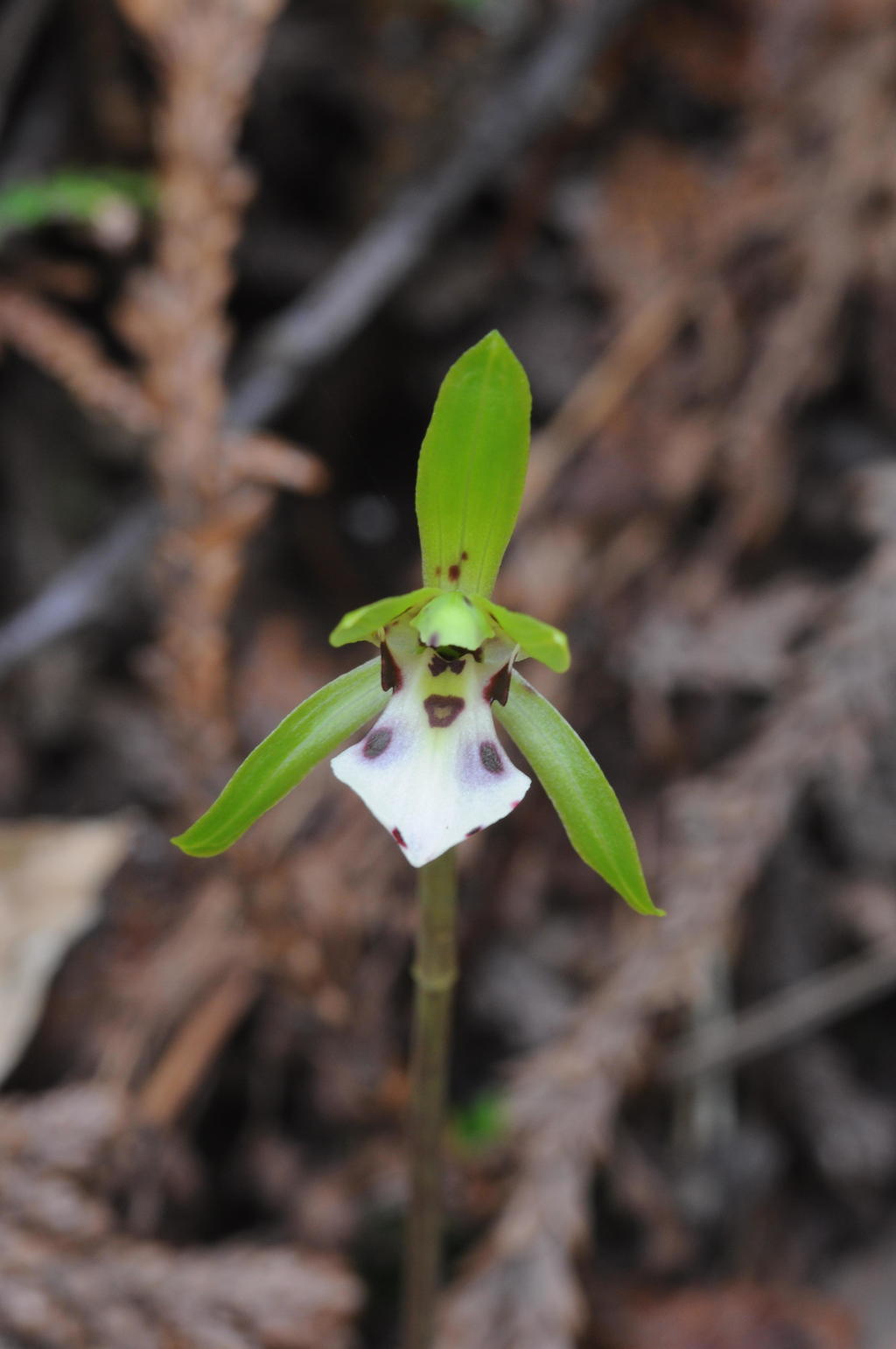 紀州産フウラン 巨大株 鉢植え 野生蘭