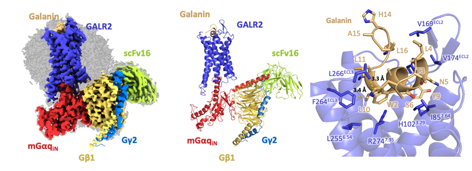 神経ペプチドの受容体GPCRの立体構造の解明 - エキサイトニュース