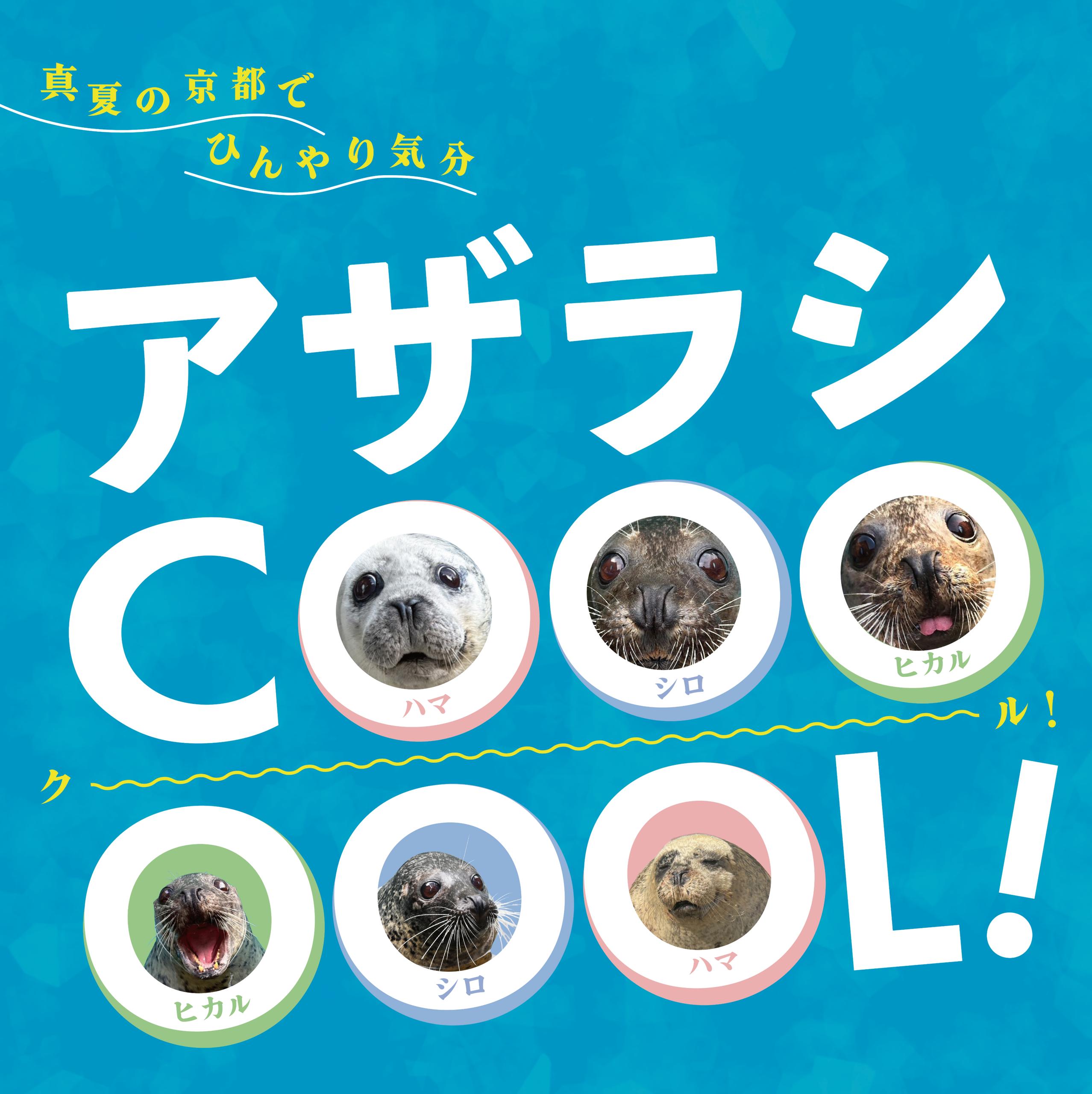 京都水族館】京都の夏はアザラシ展示でひんやり涼む!?「アザラシ