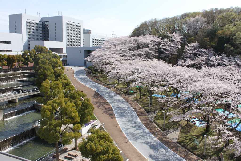 中央大学多摩キャンパスの花見スポット「桜広場」 -- 毎年約300本のソメイヨシノが満開に(2017年2月7日) (プレスリリース ...
