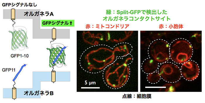 オルガネラ 細胞小器官 間相互作用の可視化に成功 細胞内構造のこれまでの概念を一新 京都産業大学 2018年4月25日 エキサイトニュース