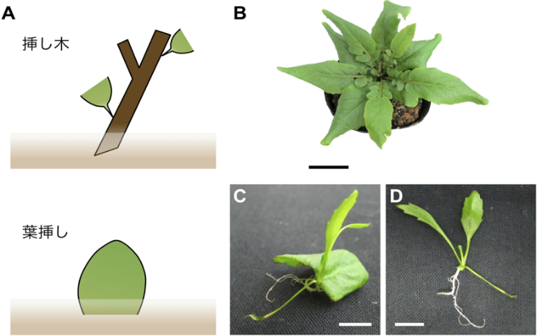 京都産業大学 挿し木などに応用される植物の生殖方法 栄養繁殖 のメカニズムを解明 Plant And Cell Physiology誌に掲載 19年12月17日 エキサイトニュース