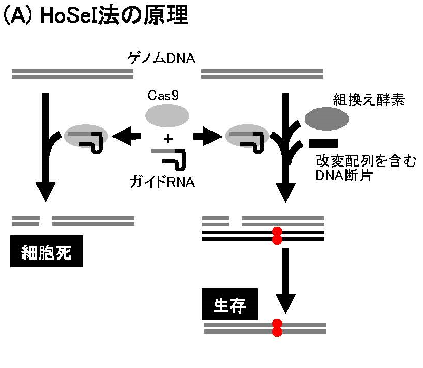 ゲノム情報をもとにニットを作る オファー