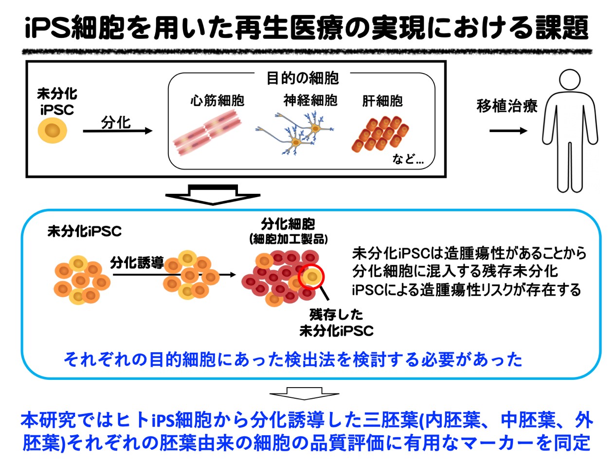 細胞再生ライト 再生医療用細胞に混入する未分化ヒトiPS細胞の高感度検出法を開発