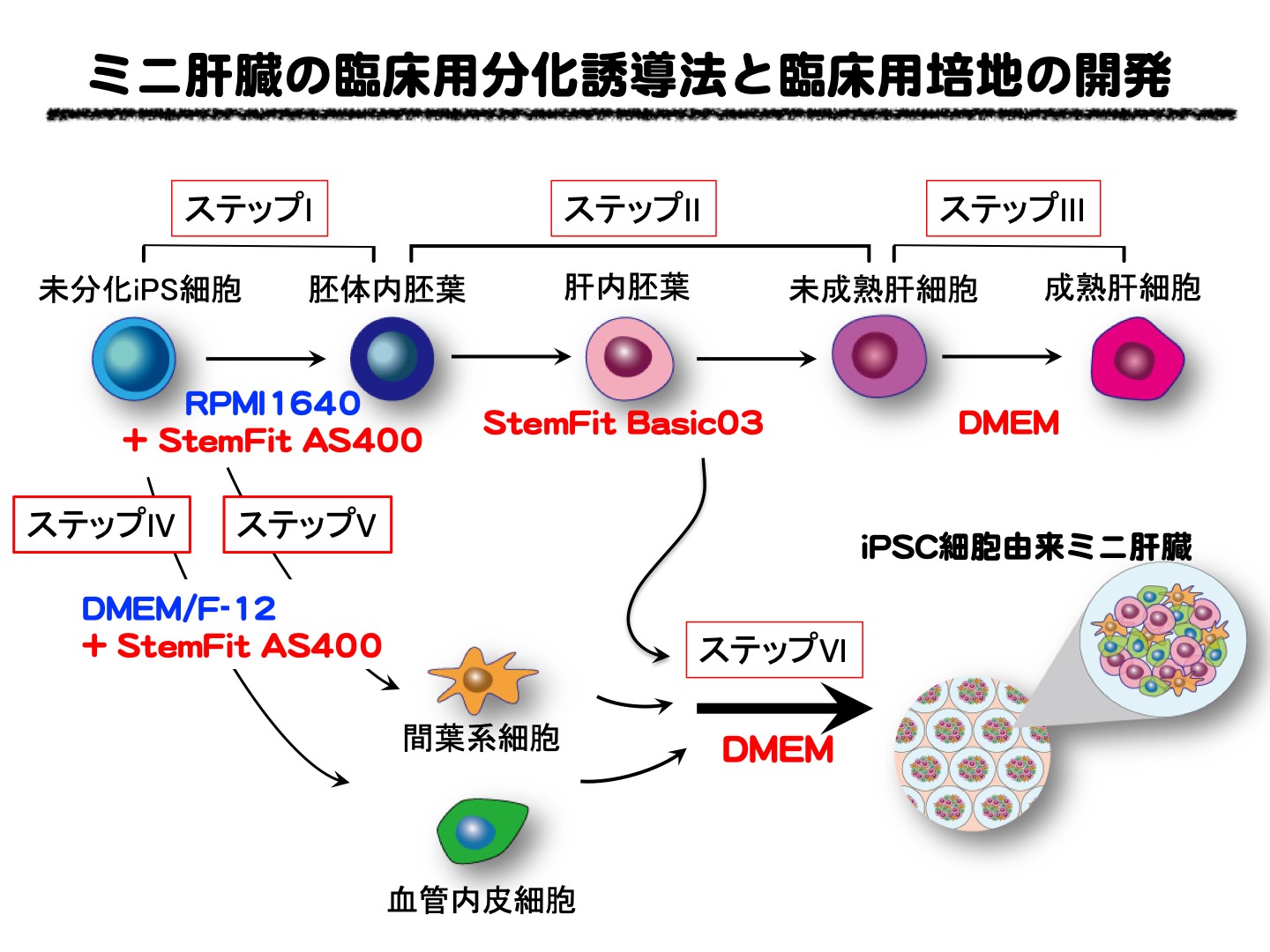 Ips細胞由来ミニ肝臓の再生医療用製造法を開発～再生医療応用における機能性・安定性の向上に貢献～ 2020年10月22日 エキサイトニュース