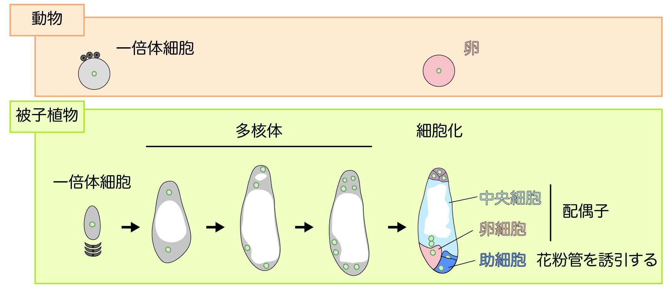 植物の卵細胞がつくられる様子を生きたまま観察することに成功 卵細胞をつくりだし受精を達成する仕組みの解明に期待 21年3月30日 エキサイトニュース 2 8