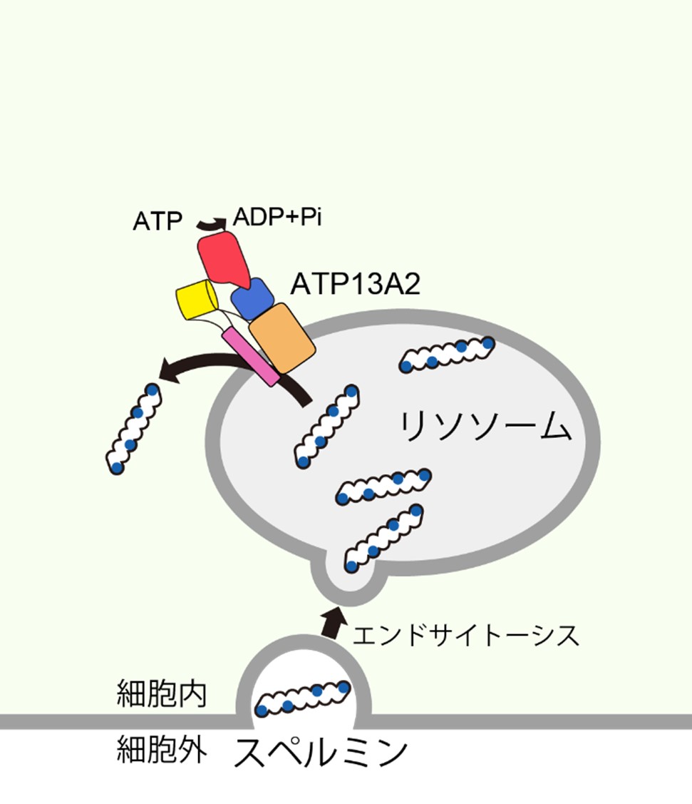 細胞内へのポリアミン輸送メカニズムの解明 - エキサイトニュース