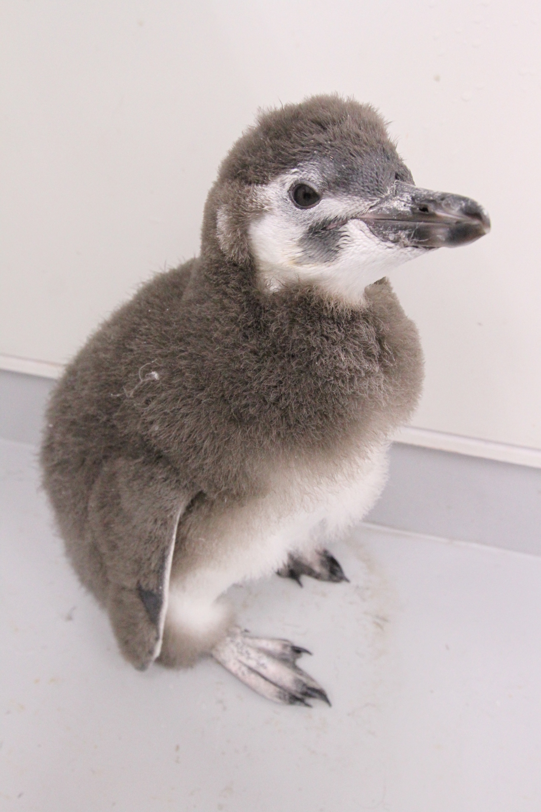 すみだ水族館 ペンギンの赤ちゃんの名前を はっぴ に決定 14年7月10日 エキサイトニュース