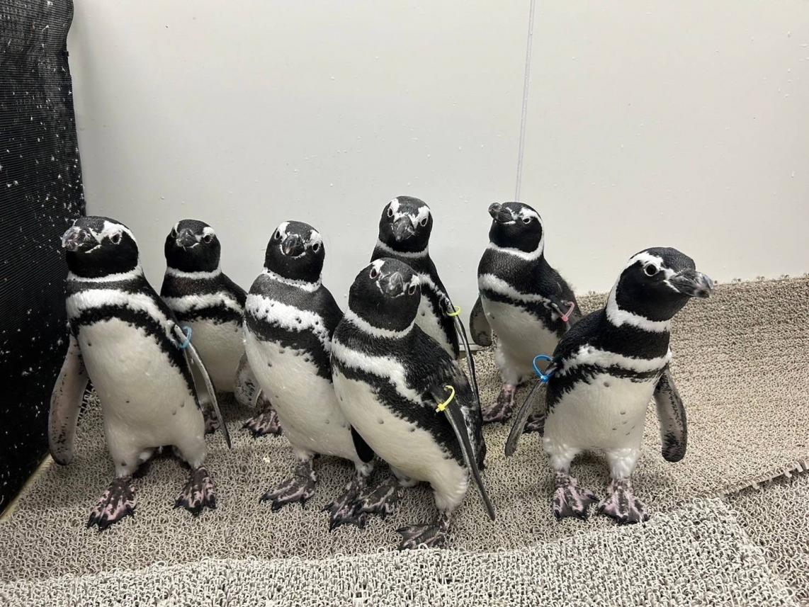 すみだ水族館】のとじま水族館からお預かり中のマゼランペンギンすみだ