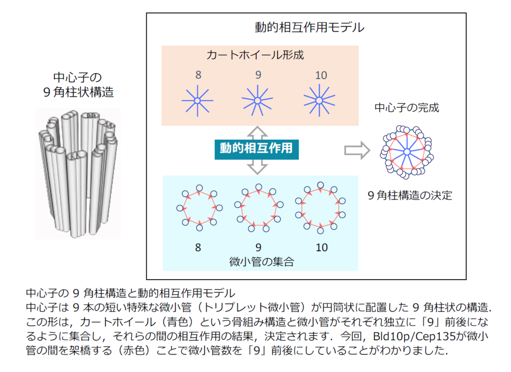 スター誕生！星が形成される間に記録された