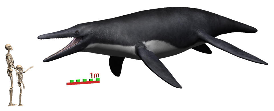 神奈川大学理学部】北海道で発⾒された⽩亜紀後期の海の頂点捕⾷者