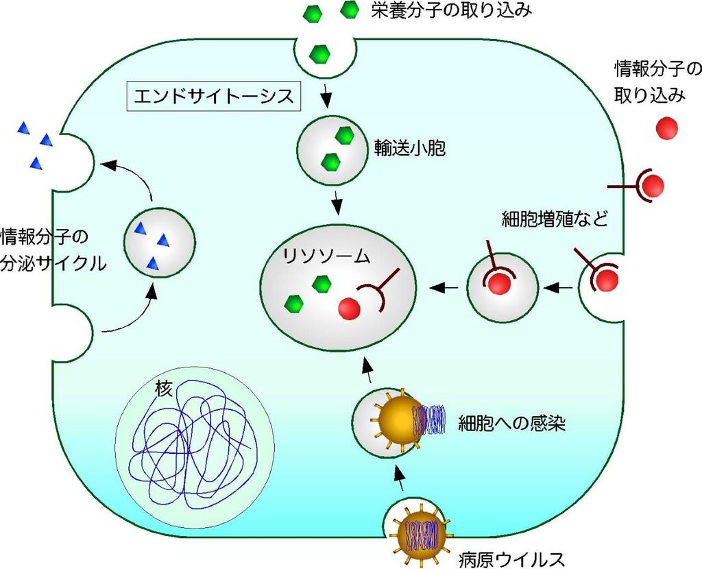 細胞を知る。エンドが変わる 細胞が物質を取り込む現象（エンドサイトーシス）の新しい制御機構の