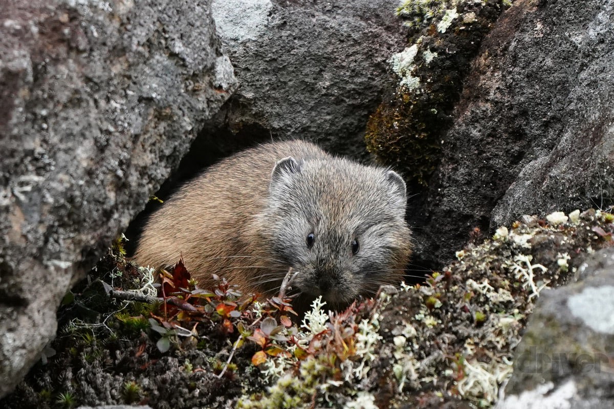 標高1252ｍの山頂でナキウサギをモグラたたき写 三好秀昌のニッポン探訪 取材ウラ話 第21回 ナキウサギ 21年10月21日 エキサイトニュース