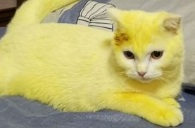 カレー色 皮膚病治療のために猫にターメリックを塗ったら 真っ黄色になり落とせず 年9月3日 エキサイトニュース