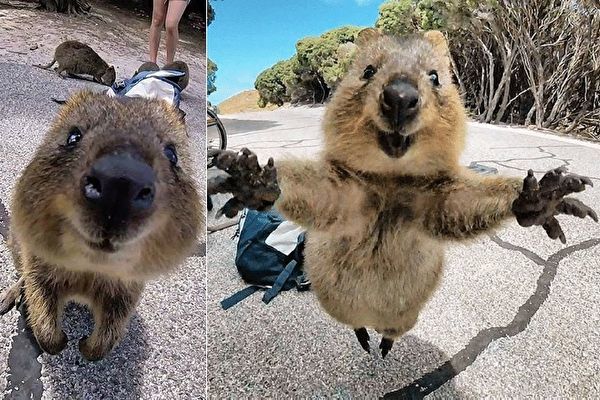 偶然出会った 世界一幸せな動物 と自撮り 19年1月25日 エキサイトニュース