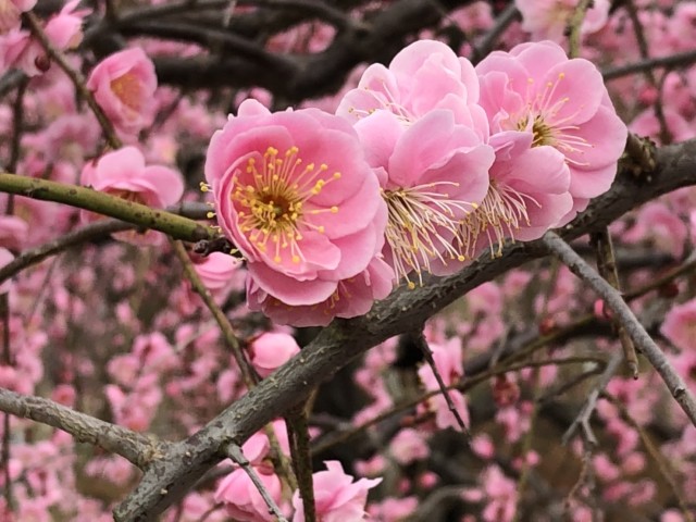学問の神様 菅原道真公も愛でた梅の花 防府天満宮梅まつり 19年2月25日 エキサイトニュース