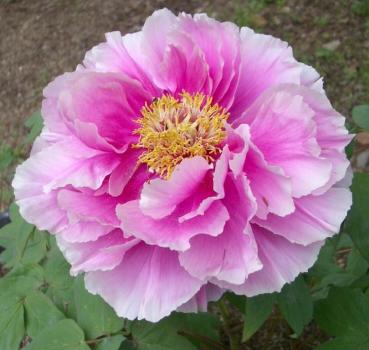 中国史上唯一の女皇帝が愛した花 花の王 19年2月27日 エキサイトニュース