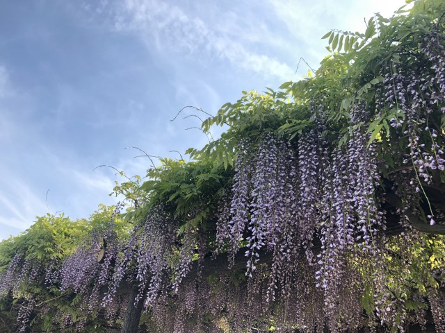 日本一の長い藤棚 今年も賑わう 岡山県渋川藤まつり 19年5月14日 エキサイトニュース