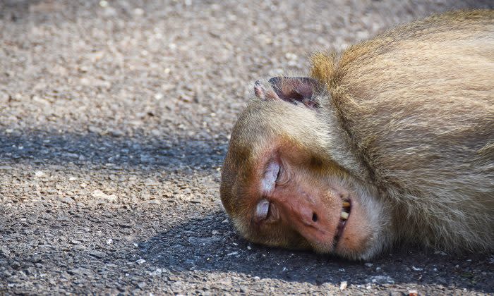 事故により命を落とした母猿 悲しみに打ちひしがれた猿の赤ん坊 19年7月9日 エキサイトニュース