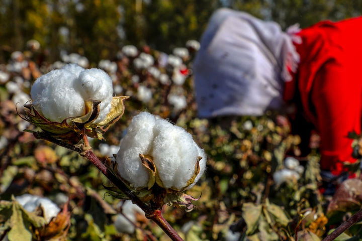 中国産の綿花 に隠れたウイグル強制労働 欧米の有名メーカーも利用 報告 19年8月28日 エキサイトニュース