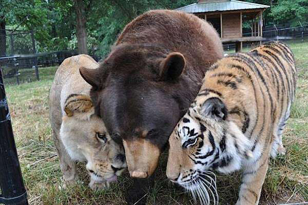 クマ ライオン タイガー 不思議な仲良し3兄弟 年3月29日 エキサイトニュース