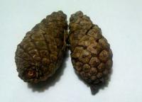 君は松ぼっくりの「ぼっくり」の意味を知っているか