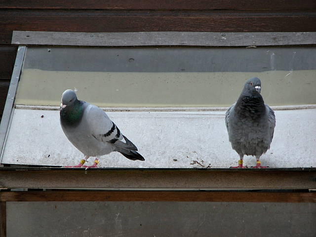 時々落ちてくる困ったアレ 鳥のフン が白いのはナゼ エキサイトニュース