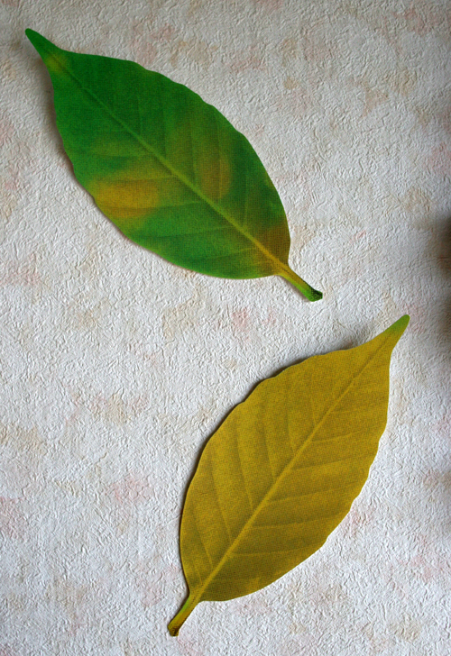 色が変わる葉っぱ温度計 エキサイトニュース