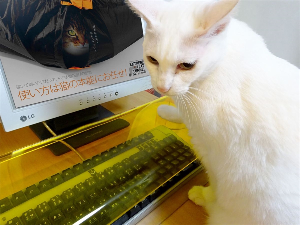 猫vs人間の椅子取りゲームに終止符 猫に占領されないオフィスチェア が賛否両論 エキサイトニュース