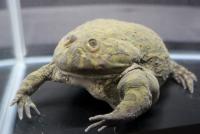 【閲覧注意】ゴキブリのタワーそびえ立つ「キモい展」が本気すぎる