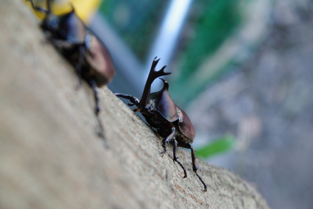 カブトムシは角で相手の身体サイズを確認してから戦っていた エキサイトニュース