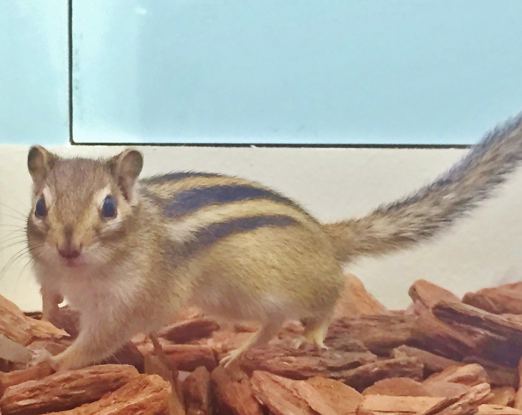 サンシャイン水族館 ざんねんないきもの展 がゆるくて癒される Mixiニュース