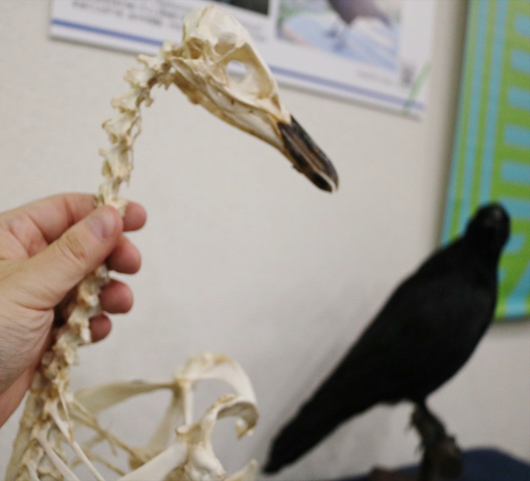 ペンギンの骨格標本に触れる 水陸両用の生き物展 が凄かった Mixiニュース