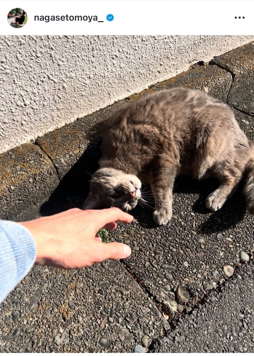 長瀬智也が愛猫と再会 長瀬に気を許した「とら子」のリラックスした姿