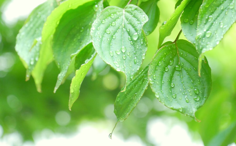 スズメバチは雨や気温の低い日が苦手 駆除する前に弱点を知ろう エキサイトニュース