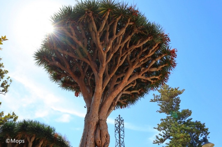 世界の神秘 血のように真っ赤な樹液が出る神秘的な木 スペイン テネリフェ島の樹齢500年を超える 竜血樹 とは 19年4月5日 エキサイトニュース