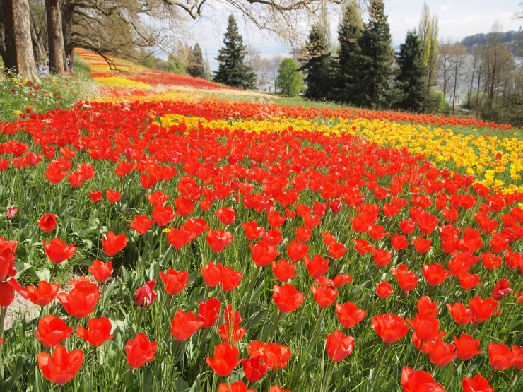 世界の絶景 オランダのキューケンホフにも負けない ドイツにある 花の島 マイナウ島で咲き乱れるチューリップはまさに絶景 17年5月21日 エキサイトニュース