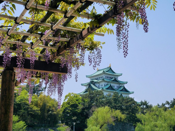 名古屋城を鑑賞しながら藤を楽しめるのは一年に一度だけ 名古屋市北区 名城公園 17年5月2日 エキサイトニュース