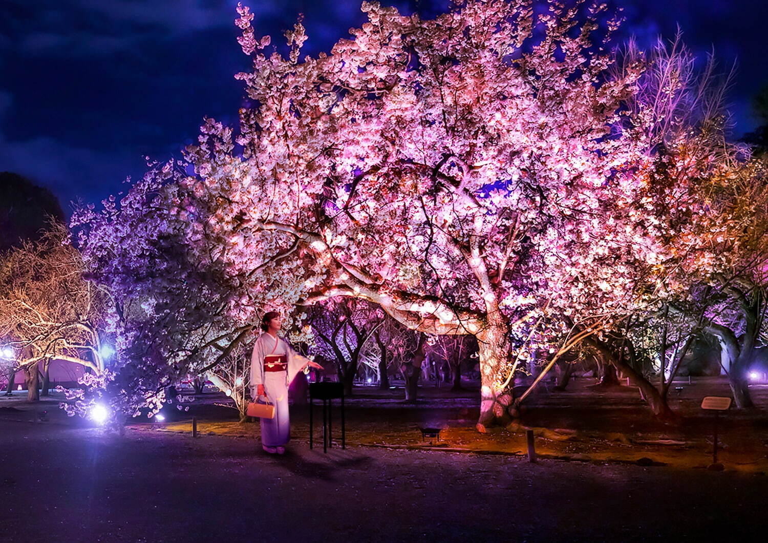京都・二条城のライトアップ「ネイキッド フラワーズ 2023 桜」開催！