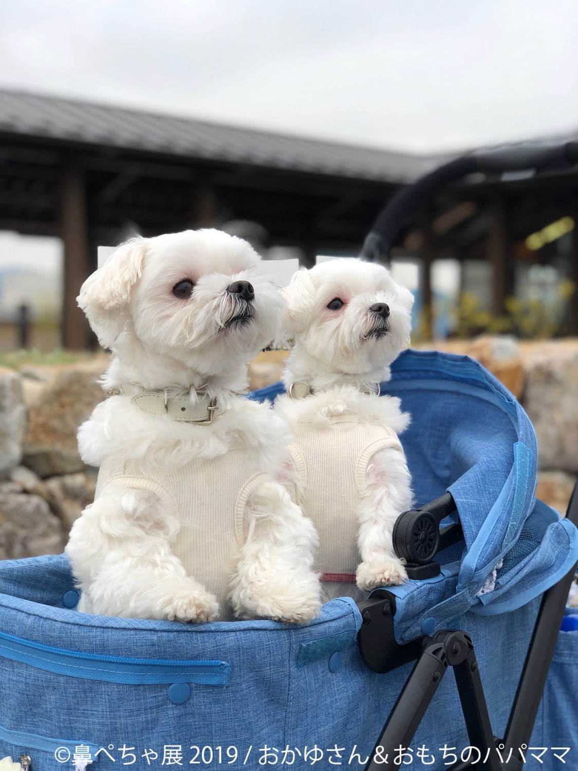 鼻ぺちゃ犬の合同写真展 鼻ぺちゃ展19 開催 19年10月19日 エキサイトニュース