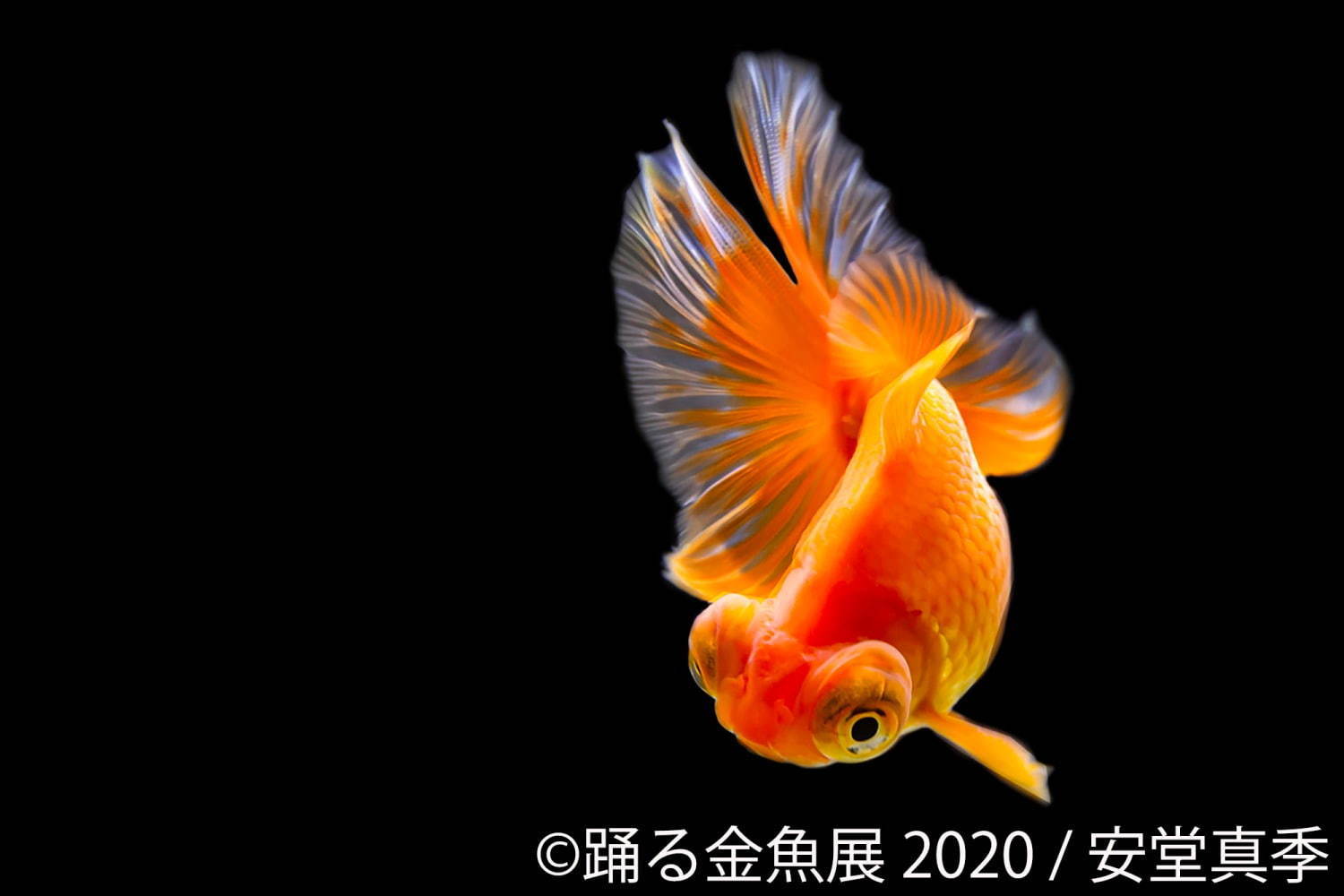 踊る金魚展 東京 名古屋で開催 年7月2日 エキサイトニュース