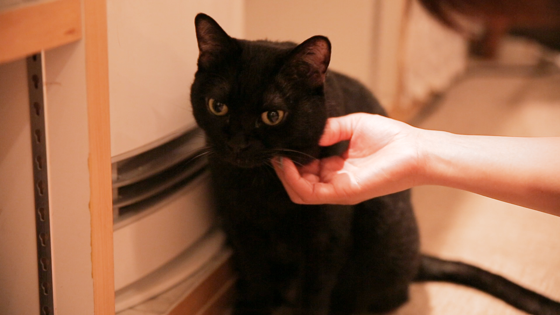 マイペースすぎる姿にキュン 11匹の猫と出会える癒しのカフェ 18年2月21日 エキサイトニュース