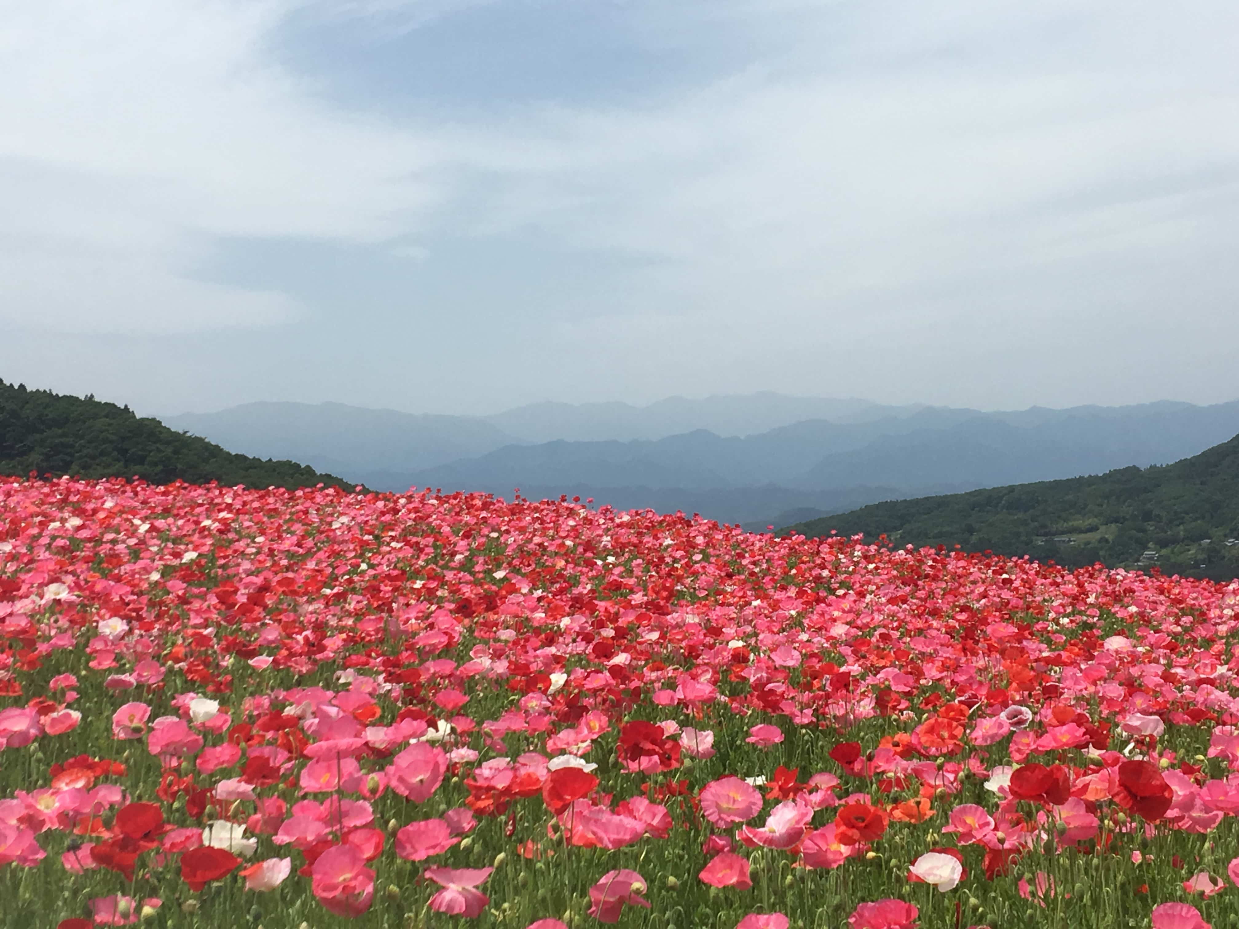 青空へ続く花畑 1 500万本が咲き渡る天空のポピー 18年6月14日 エキサイトニュース