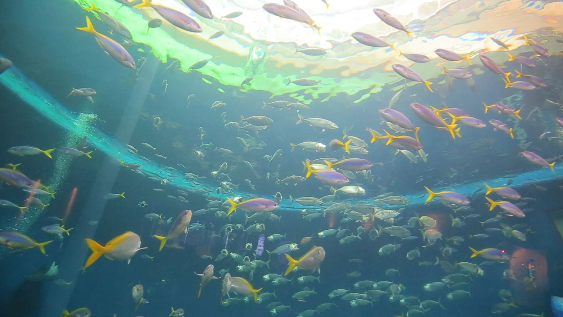 関東唯一 シャチを見られる水族館 鴨川シーワールド 18年7月25日 エキサイトニュース