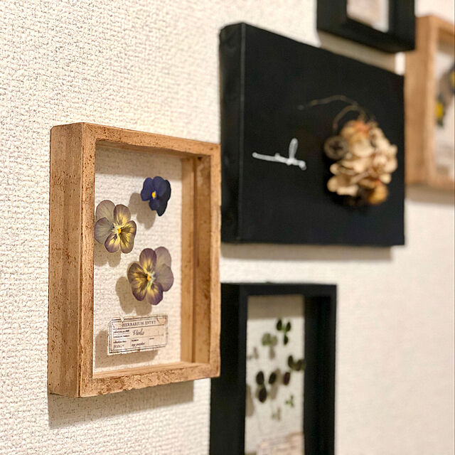 errer アンティークカラー 壁掛け 樹脂標本 植物標本 ブロカント 樹脂標本 カメ-アンティーク雑貨・家具のSibora【シボラ
