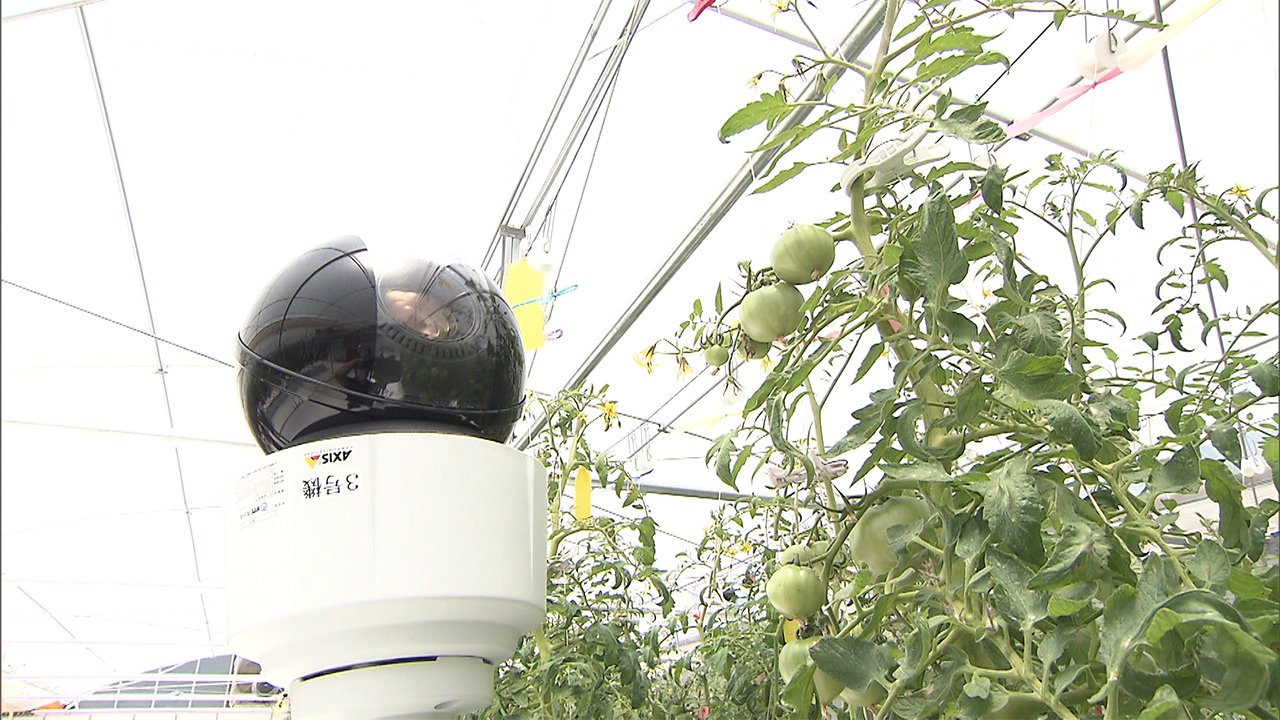 5G活用でトマト栽培 遠隔地から支援　NTT東日本が実証実験 (2021年6月26日) - Vimarsana News