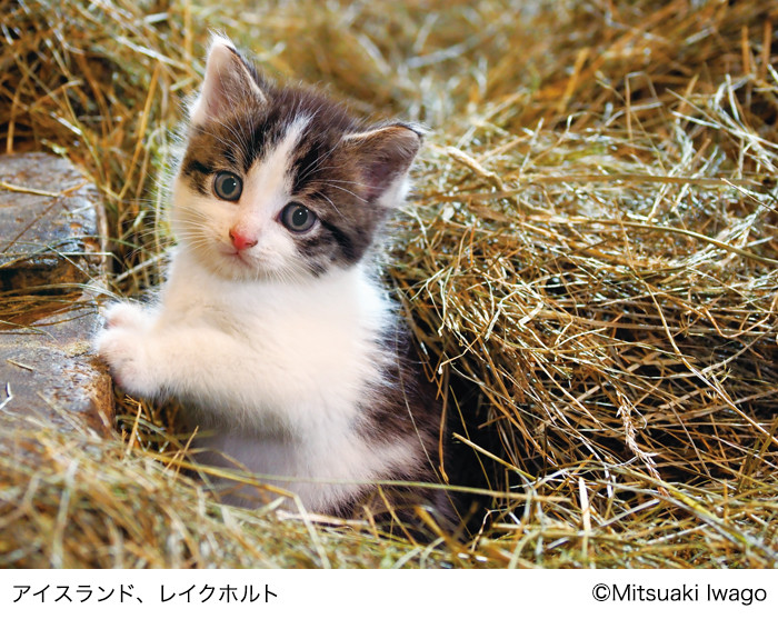 岩合光昭 猫 セール スリッパ